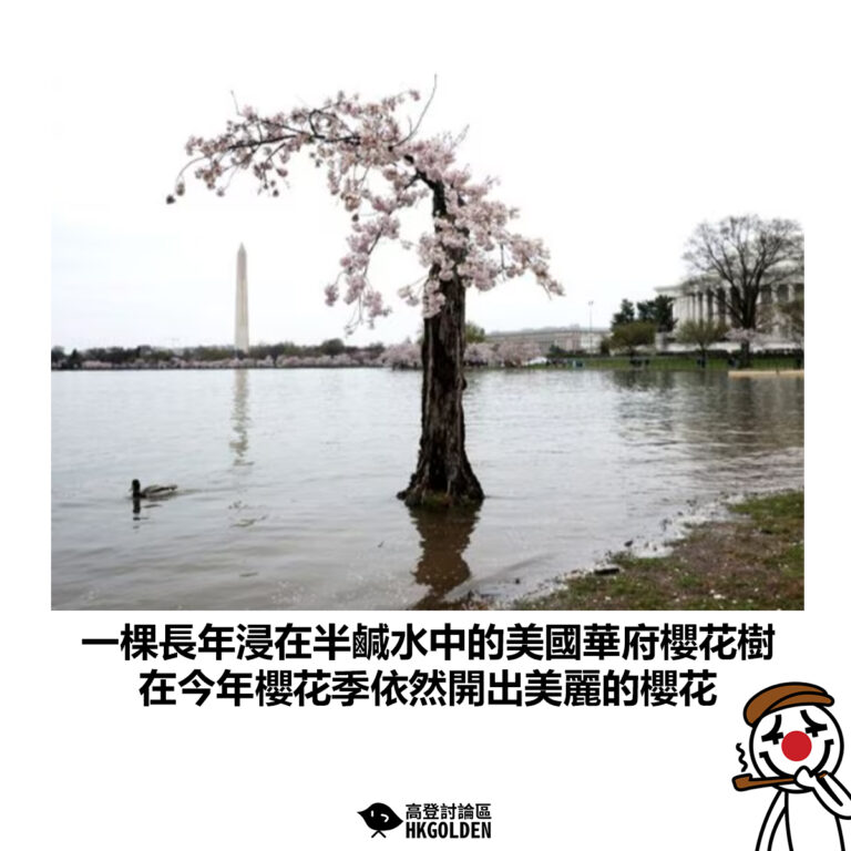 【一棵長年浸在半鹹水中的美國華府櫻花樹 在今年櫻花季依然開出美麗的櫻花】