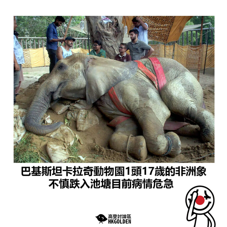 【巴基斯坦卡拉奇動物園1頭17歲的非洲象 不慎跌入池塘目前病情危急】