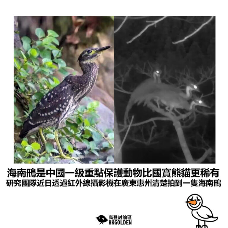 【海南鳽是中國一級重點保護動物比國寶熊貓更稀有 研究團隊透過紅外線攝影機在廣東惠州清楚拍到一隻海南鳽】