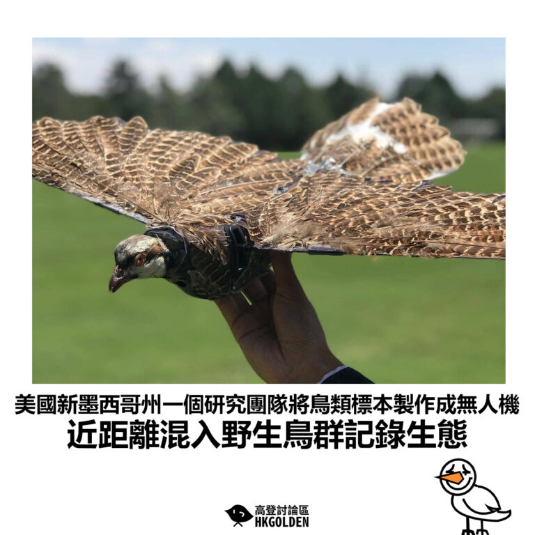 【美國新墨西哥州一個研究團隊將鳥類標本製作成無人機 近距離混入野生鳥群記錄生態】