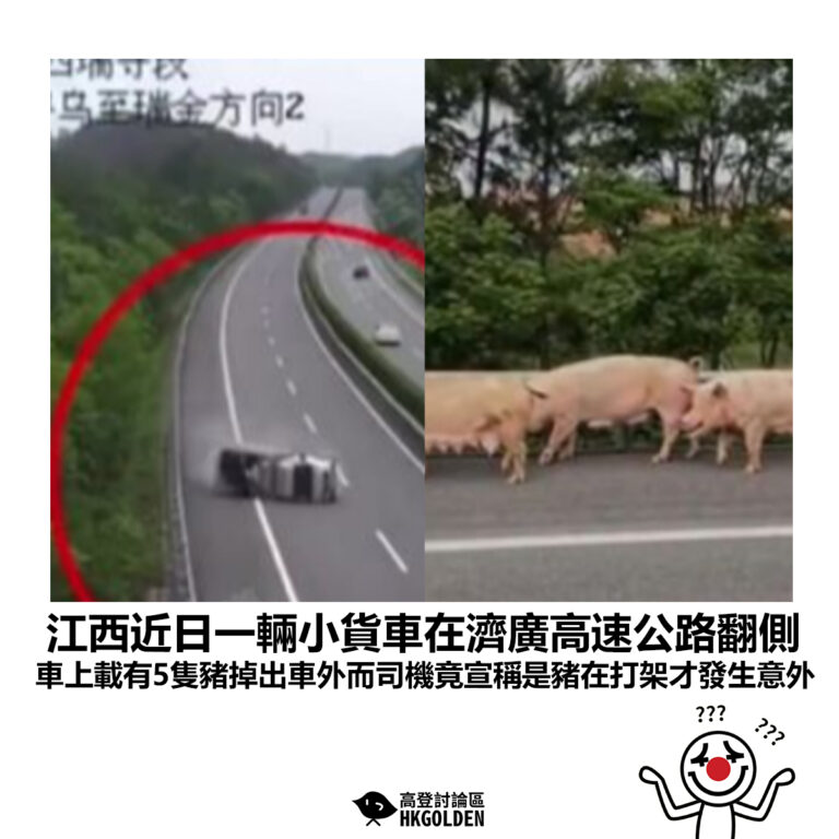 【江西近日一輛小貨車在濟廣高速公路翻側 車上載有5隻豬掉出車外而司機竟宣稱是豬在打架才發生意外】