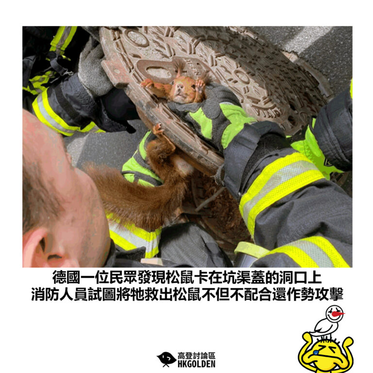 【德國一位民眾發現松鼠卡在坑渠蓋的洞口上 消防人員試圖將牠救出松鼠不但不配合還作勢攻擊】