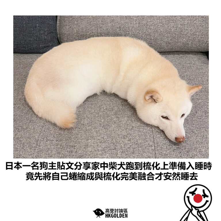 【日本一名狗主貼文分享家中柴犬跑到梳化上準備入睡時 竟先將自己蜷縮成與梳化完美融合才安然睡去】