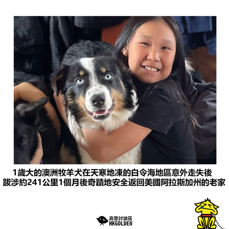 【1歲大的澳洲牧羊犬在天寒地凍的白令海地區意外走失後 跋涉約241公里1個月後奇蹟地安全返回美國阿拉斯加州的老家】