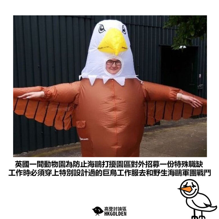 【英國一間動物園為防止海鷗打擾園區對外招募一份特殊職缺 工作時必須穿上特別設計過的巨鳥工作服去和野生海鷗軍團戰鬥】