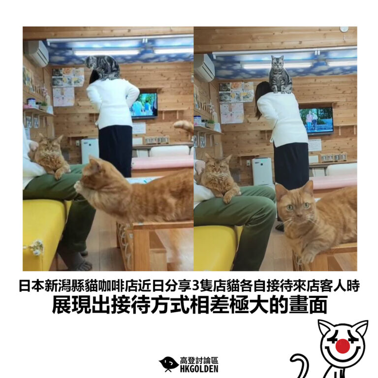 【日本新潟縣貓咖啡店近日分享3隻店貓各自接待來店客人時 展現出接待方式相差極大的畫面】