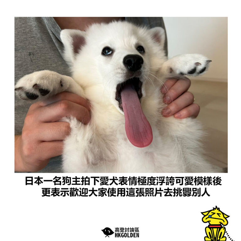 【日本一名狗主拍下愛犬表情極度浮誇可愛模樣後 更表示歡迎大家使用這張照片去挑釁別人】