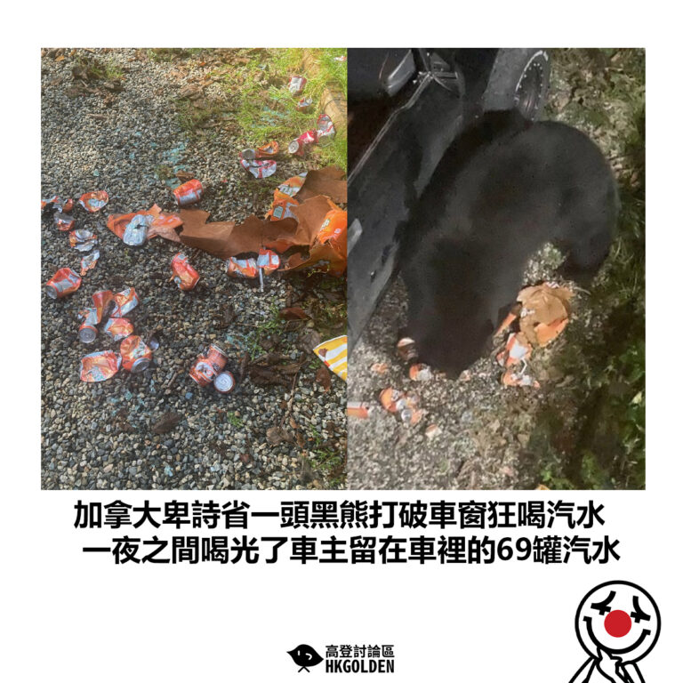 【加拿大卑詩省一頭黑熊打破車窗狂喝汽水 一夜之間喝光了車主留在車裡的69罐汽水】