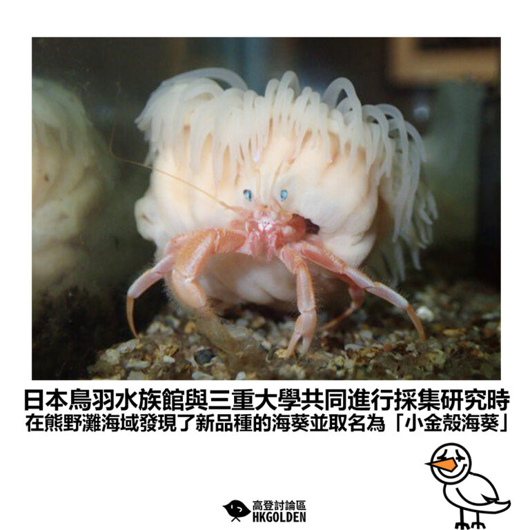 【日本鳥羽水族館與三重大學共同進行採集研究時 在熊野灘海域發現了新品種的海葵並取名為「小金殻海葵」】