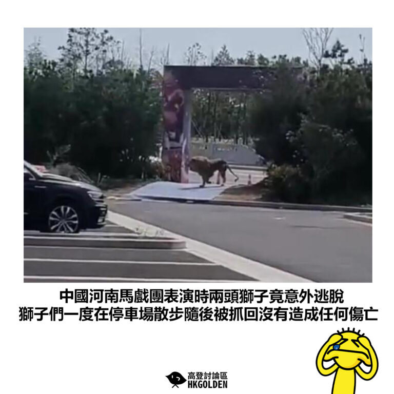 【中國河南馬戲團表演時兩頭獅子竟意外逃脫 獅子們一度在停車場散步隨後被抓回沒有造成任何傷亡】