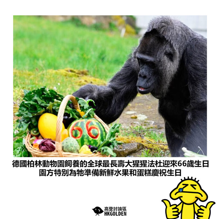 【德國柏林動物園飼養的全球最長壽大猩猩法杜迎來66歲生日 園方特別為牠準備新鮮水果和蛋糕慶祝生日】