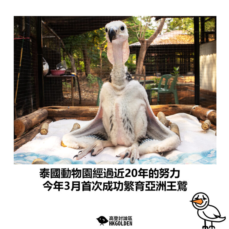 【泰國動物園經過近20年的努力 今年3月首次成功繁育亞洲王鷲】