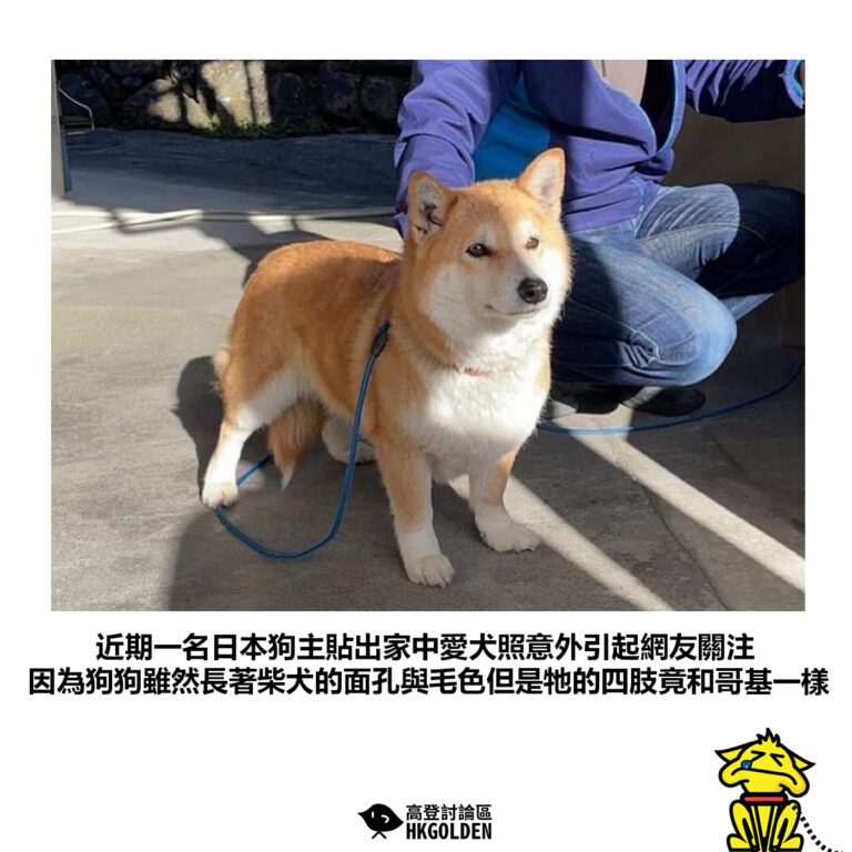 【近期一名日本狗主曬出家中愛犬照意外引起網友關注 因為狗狗雖然長著柴犬的面孔與毛色但是牠的四肢竟和哥基一樣】