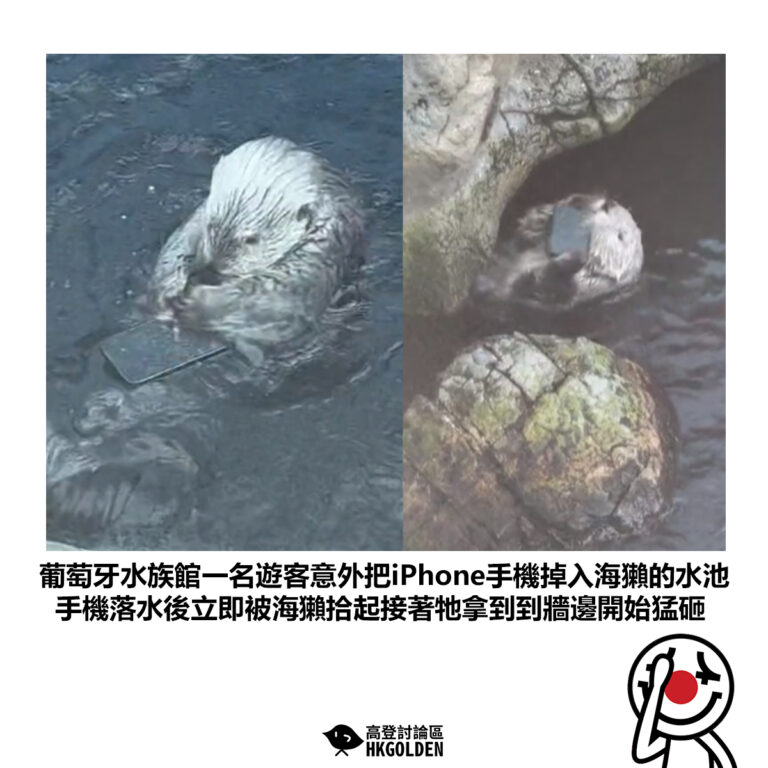 【葡萄牙水族館一名遊客意外把iPhone手機掉入海獺的水池 手機落水後立即被海獺拾起接著牠拿到到牆邊開始猛砸】