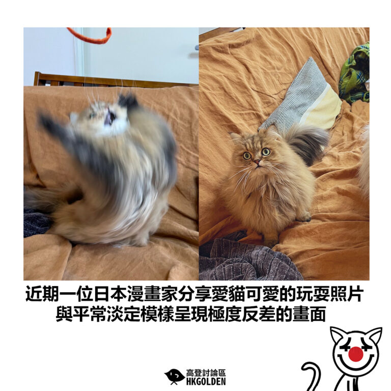 【近期一位日本漫畫家分享愛貓可愛的玩耍照片 與平常淡定模樣呈現極度反差的畫面】