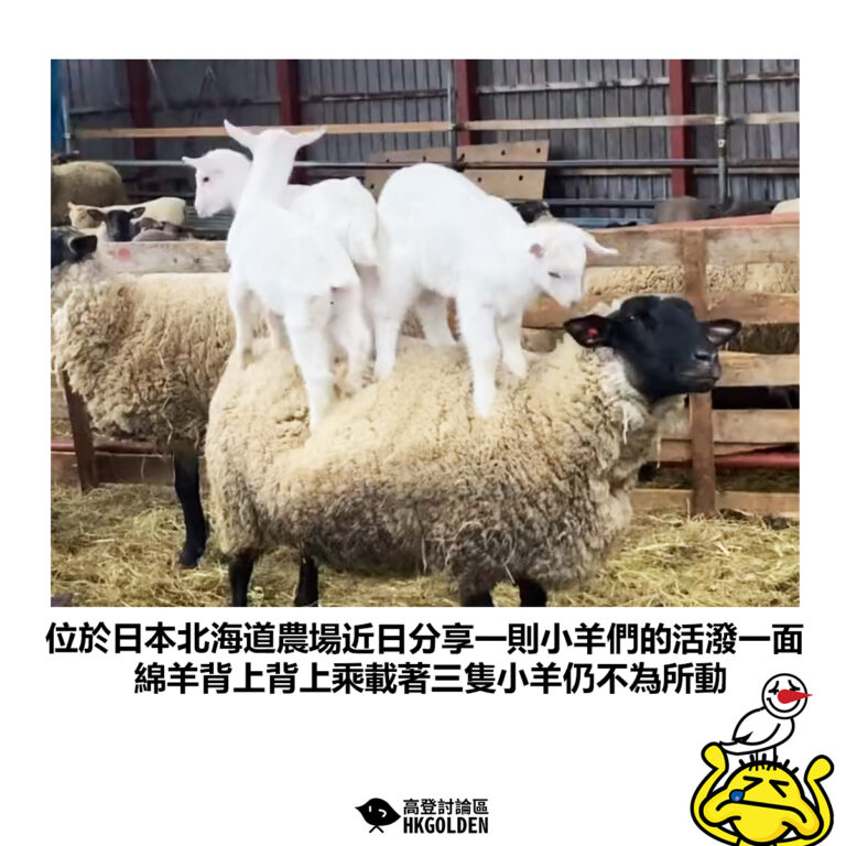【位於日本北海道農場近日分享一則小羊們的活潑一面 綿羊背上背上乘載著三隻小羊仍不為所動】