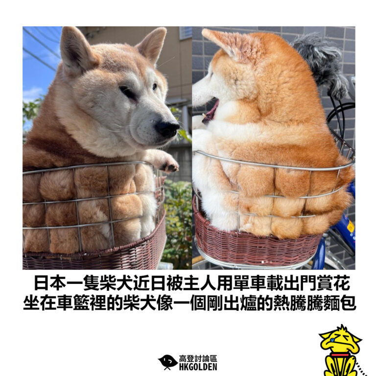 【日本一隻柴犬近日被主人用單車載出門賞花 坐在車籃裡的柴犬像一個剛出爐的熱騰騰麵包】