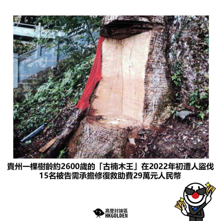 【貴州一棵樹齡約2600歲的「古楠木王」在2022年初遭人盜伐 15名被告需承擔修復救助費29萬元人民幣】