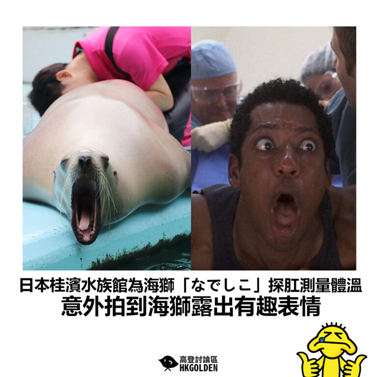 【日本桂濱水族館為海獅「なでしこ」探肛測量體溫 意外拍到海獅露出有趣表情】