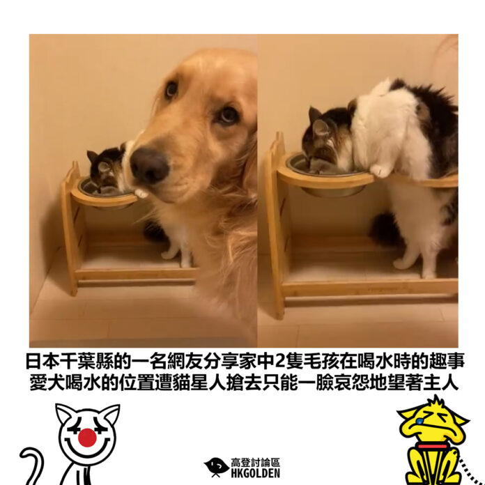 dgdsgsas