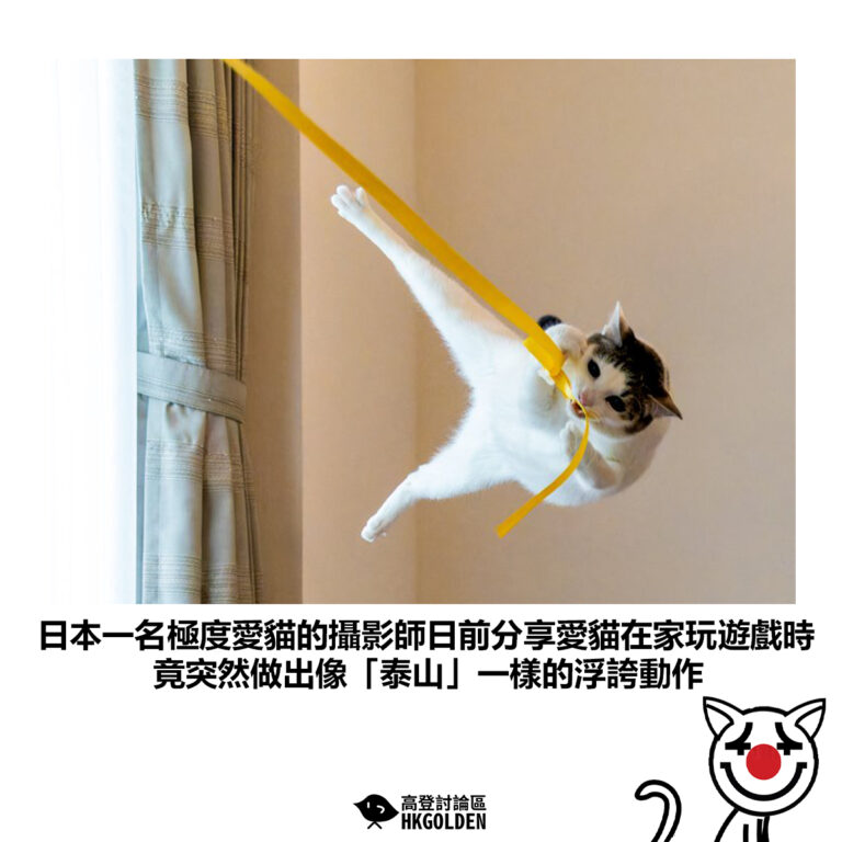 【日本一名極度愛貓的攝影師日前分享愛貓在家玩遊戲時 竟突然做出像「泰山」一樣的浮誇動作】