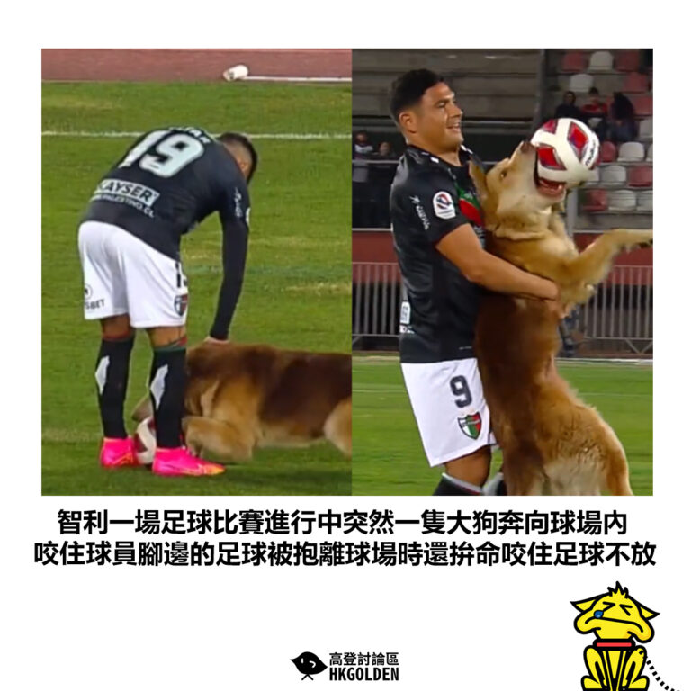 【智利一場足球比賽進行中突然一隻大狗奔向球場內 咬住球員腳邊的足球被抱離球場時還拚命咬住足球不放】