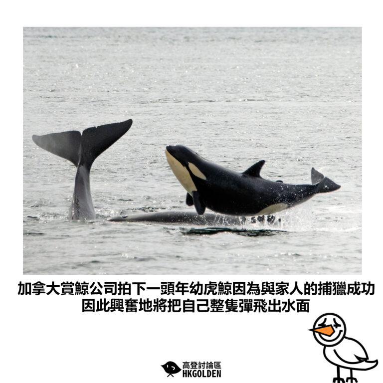 【加拿大賞鯨公司拍下一頭年幼虎鯨因為與家人的捕獵成功竟 因此興奮地將把自己整隻彈飛出水面】
