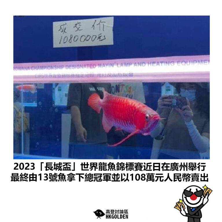 【2023「長城盃」世界龍魚錦標賽近日在廣州舉行 最終由13號魚拿下總冠軍並以108萬元人民幣賣出】