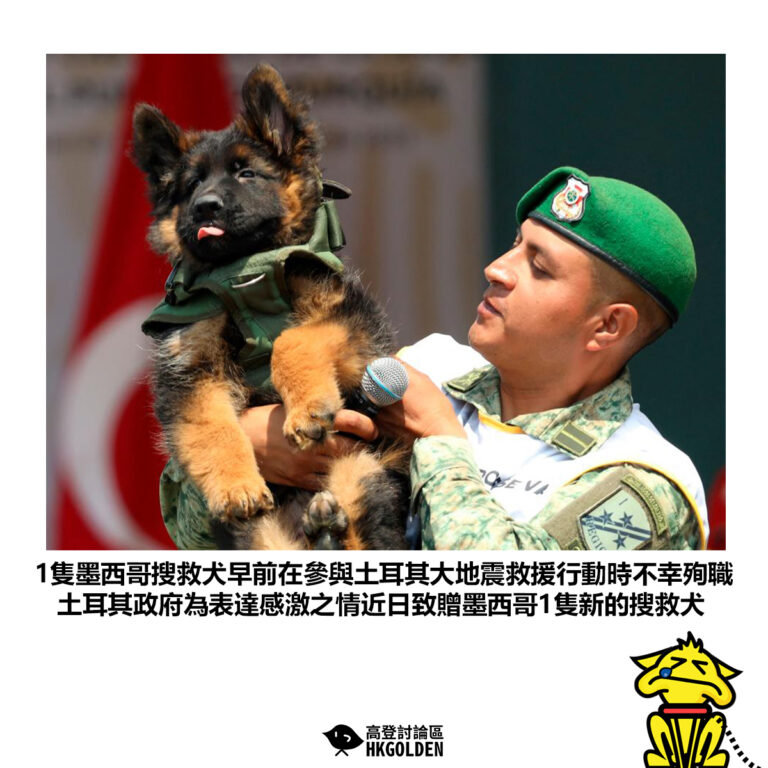 【1隻墨西哥搜救犬早前在參與土耳其大地震救援行動時不幸殉職 土耳其政府為表達感激之情近日致贈墨西哥1隻新的搜救犬】