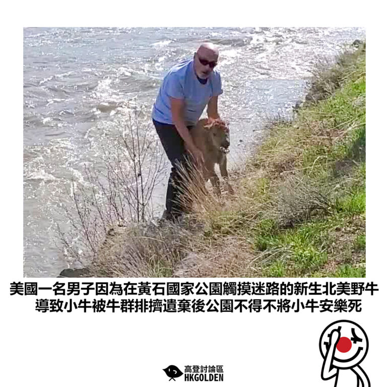 【美國一名男子因為在黃石國家公園觸摸迷路的新生北美野牛 導致小牛被牛群排擠遺棄後公園不得不將小牛安樂死】