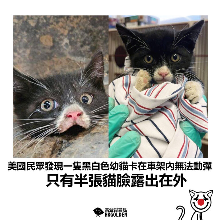 【美國民眾發現一隻黑白色幼貓卡在車架內無法動彈 只有半張貓臉露出在外】