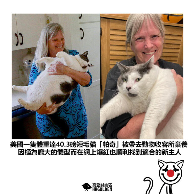 【美國一隻體重達40.3磅短毛貓「帕奇」被帶去動物收容所棄養 因極為龐大的體型而在網上爆紅也順利找到適合的新主人】