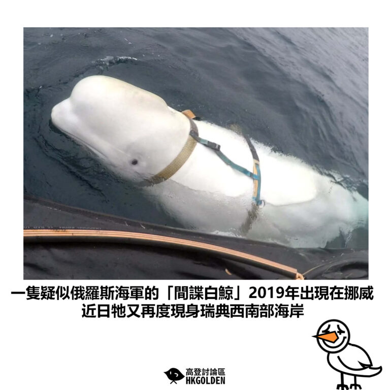 【一隻疑似俄羅斯海軍的「間諜白鯨」2019年出現在挪威 近日牠又再度現身瑞典西南部海岸】