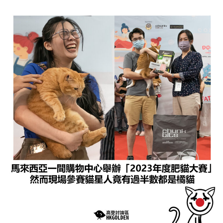 【馬來西亞一間購物中心舉辦「2023年度肥貓大賽」然而現場參賽貓星人竟有過半數都是橘貓】