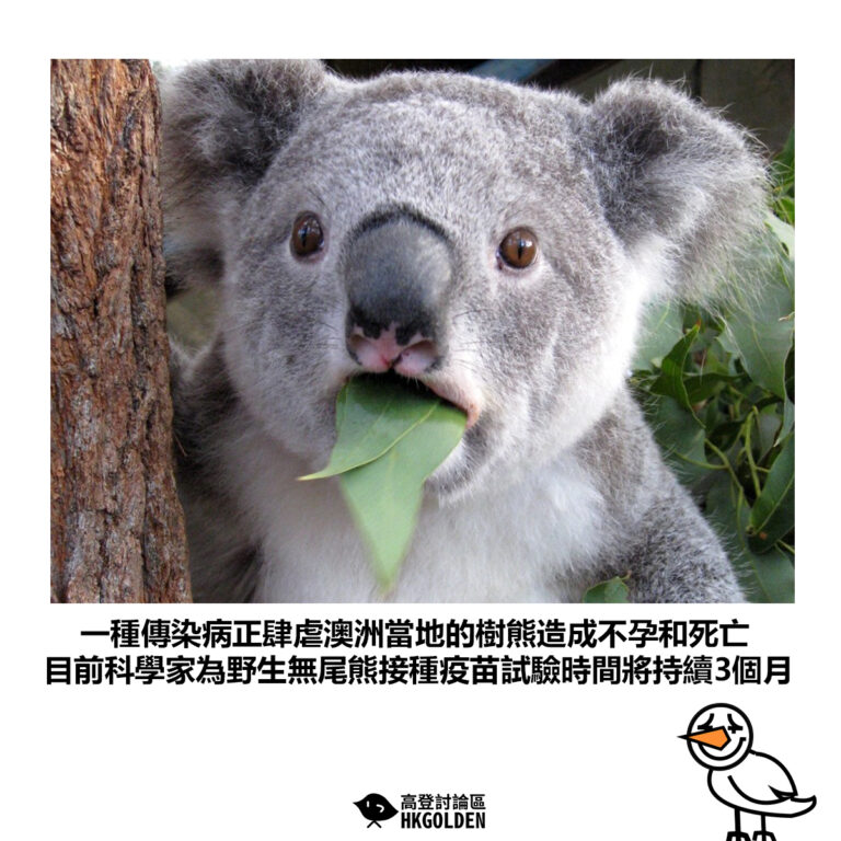 【一種傳染病正肆虐澳洲當地的樹熊造成不孕和死亡 目前科學家為野生樹熊接種疫苗試驗時間將持續3個月】