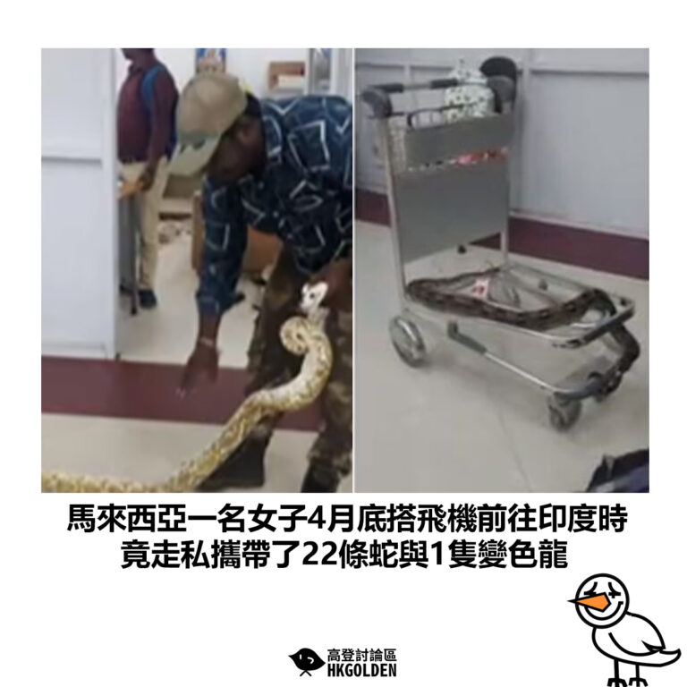 【馬來西亞一名女子4月底搭飛機前往印度時 竟走私攜帶了22條蛇與1隻變色龍 】