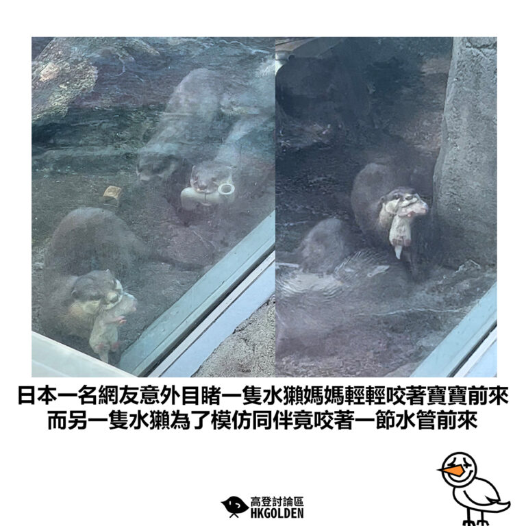 【日本一名網友意外目睹一隻水獺媽媽輕輕咬著寶寶前來 而另一隻水獺為了模仿同伴竟咬著一節水管前來 】