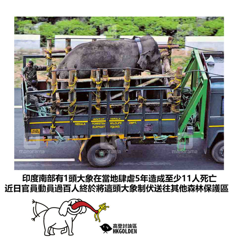 【印度南部有1頭大象在當地肆虐5年造成至少11人死亡 近日官員動員過百人終於將這頭大象制伏送往其他森林保護區】