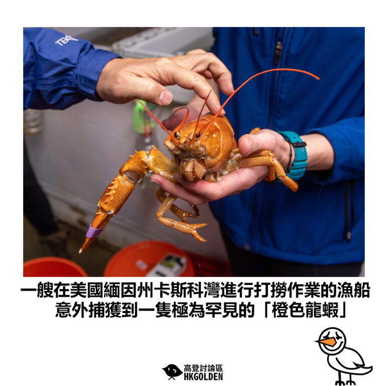 【一艘在美國緬因州卡斯科灣進行打撈作業的漁船 意外捕獲到一隻極為罕見的「橙色龍蝦」】