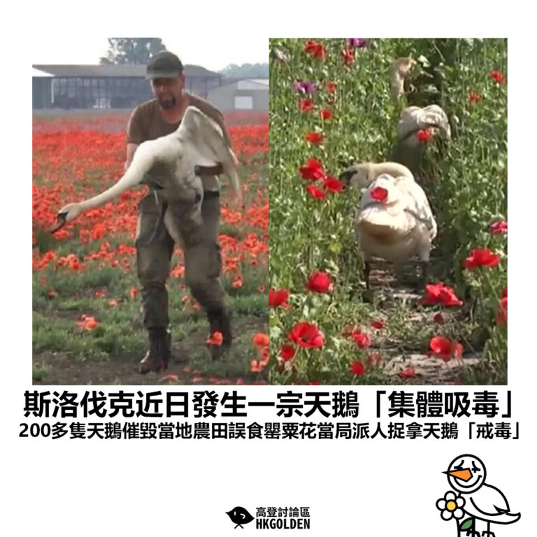 【斯洛伐克近日發生一宗天鵝「集體吸毒」事件 200多隻天鵝催毀當地農田誤食罌粟花當局派人捉拿天鵝 「戒毒」】