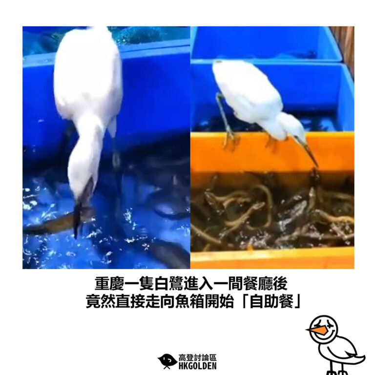 【重慶一隻白鷺進入一間餐廳後 竟然直接走向魚箱開始「自助餐」】