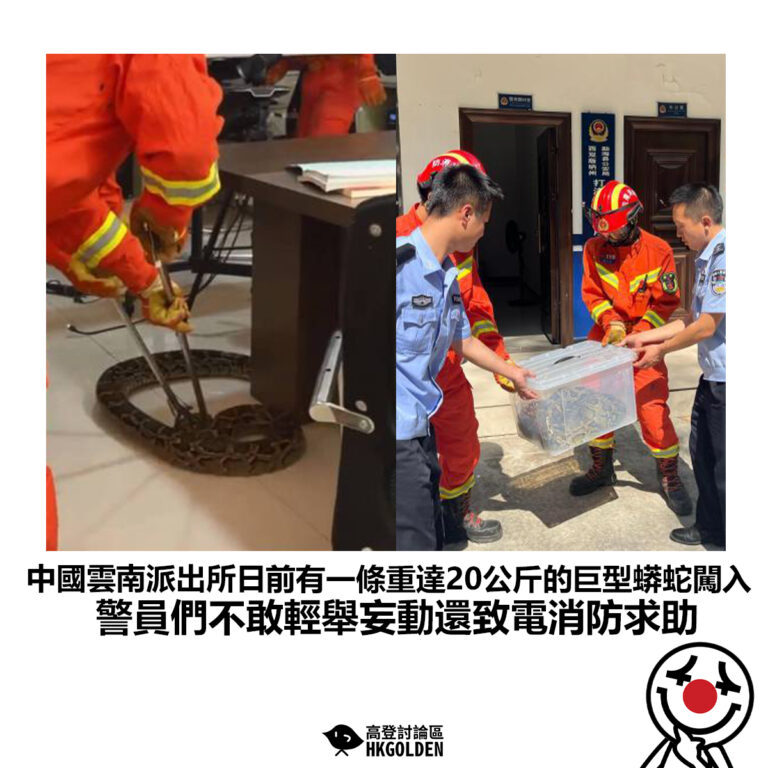 【中國雲南派出所日前有一條重達20公斤的巨型蟒蛇闖入 警員們不敢輕舉妄動還致電消防求助】