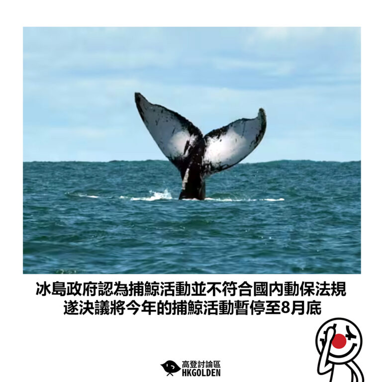 【冰島政府認為捕鯨活動並不符合國內動保法規 遂決議將今年的捕鯨活動暫停至8月底】
