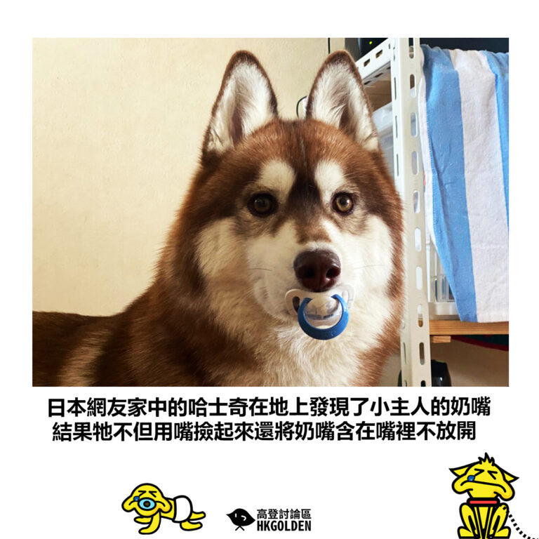 【日本網友家中的哈士奇在地上發現了小主人的奶嘴 結果牠不但用嘴撿起來還將奶嘴含在嘴裡不放開】
