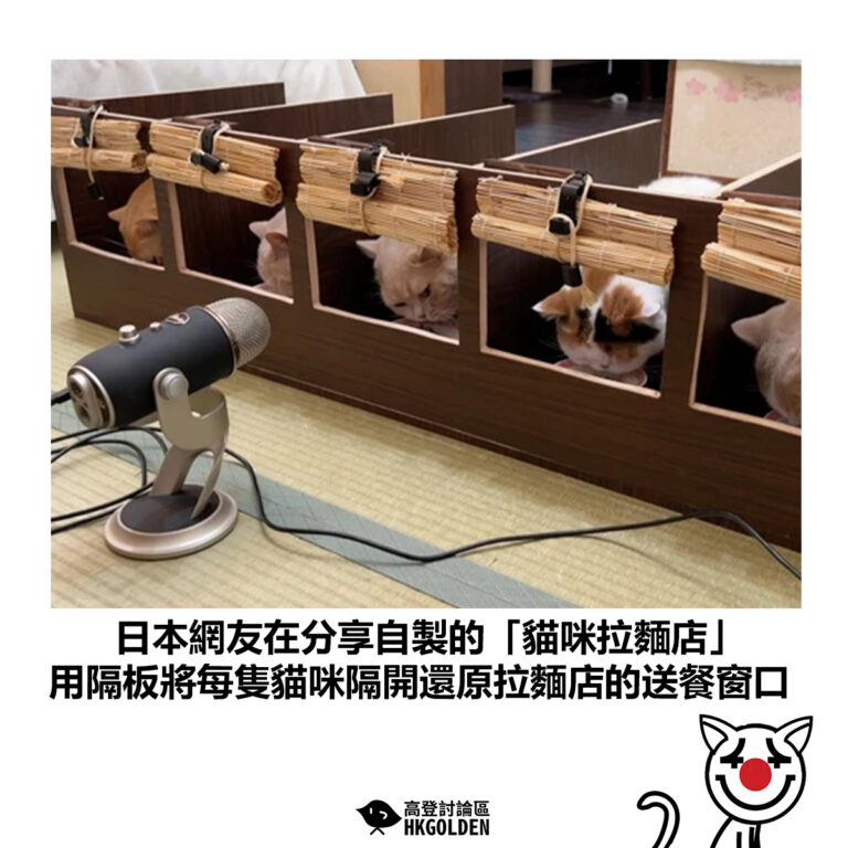 【日本網友在分享自製的「貓咪拉麵店」用隔板將每隻貓咪隔開還原拉麵店的送餐窗口】