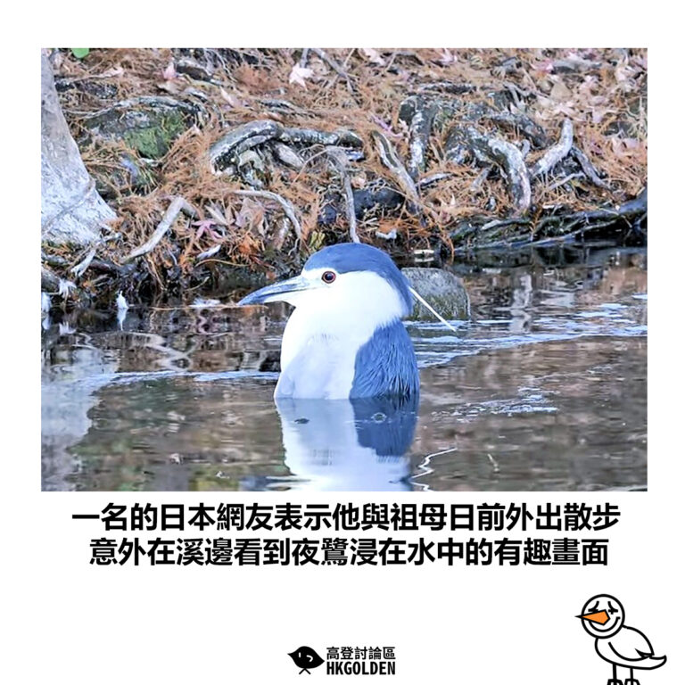 【一名的日本網友表示他與祖母日前外出散步 意外在溪邊看到夜鷺浸在水中的有趣畫面】