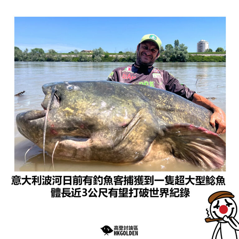 【意大利波河日前有釣魚客捕獲到一隻超大型鯰魚 體長近3公尺有望打破世界紀錄】