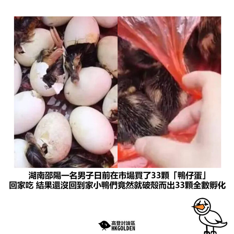 【湖南邵陽一名男子日前在市場買了33顆「鴨仔蛋」回家吃 結果還沒回到家小鴨們竟然就破殼而出33顆全數孵化】