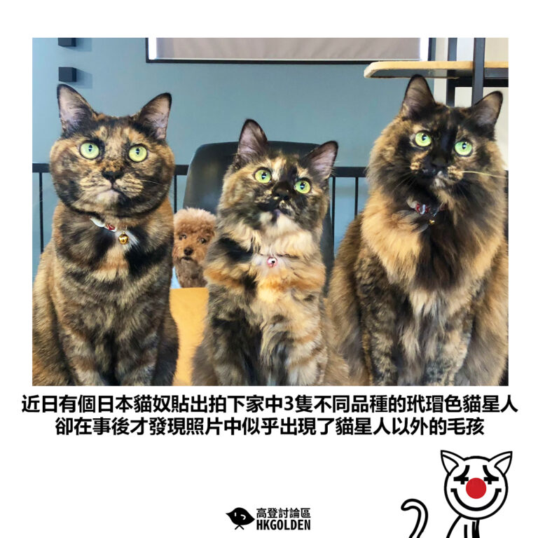 【近日有個日本貓奴貼出拍下家中3隻不同品種的玳瑁色貓星人 卻在事後才發現照片中似乎出現了貓星人以外的毛孩】