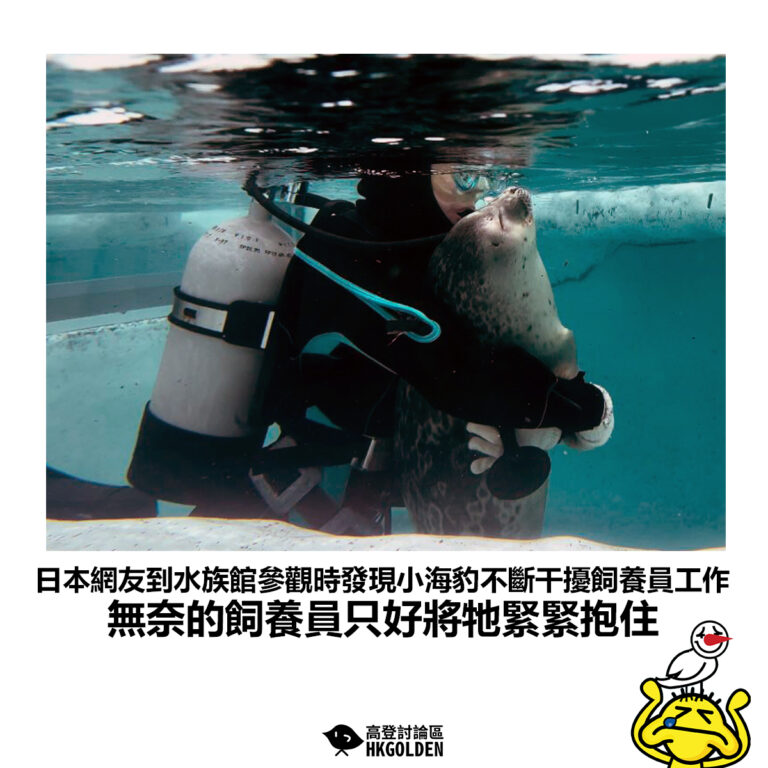 【日本網友到水族館參觀時發現小海豹不斷干擾飼養員工作 無奈的飼養員只好將牠緊緊抱住】